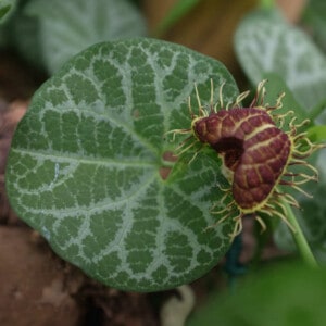 Aristolochia fimbriata Bio - 20 graines