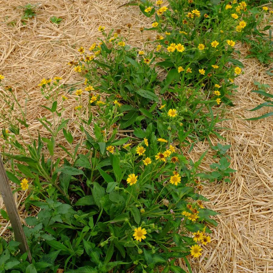 Arnica chamissonis Bio - La Boîte à Graines