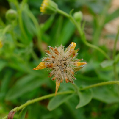 Arnica chamissonis Bio - La Boîte à Graines