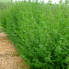 artemisia annua armoise bio