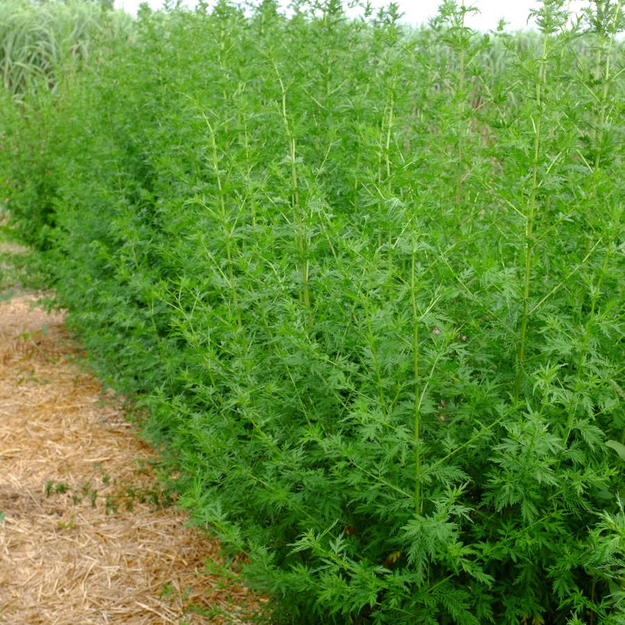 Artemisia annua Bio - La Boîte à Graines