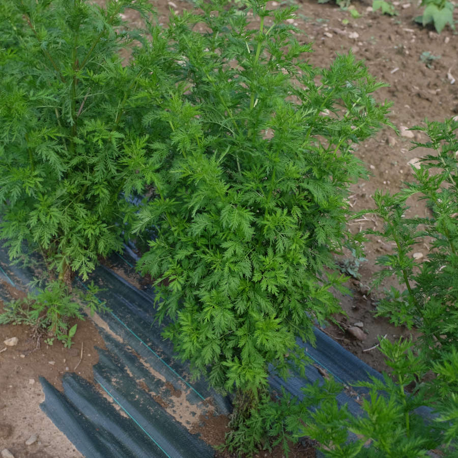 Artemisia annua Bio - La Boîte à Graines