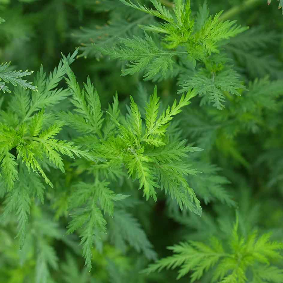 Artemisia annua Bio - La Boîte à Graines