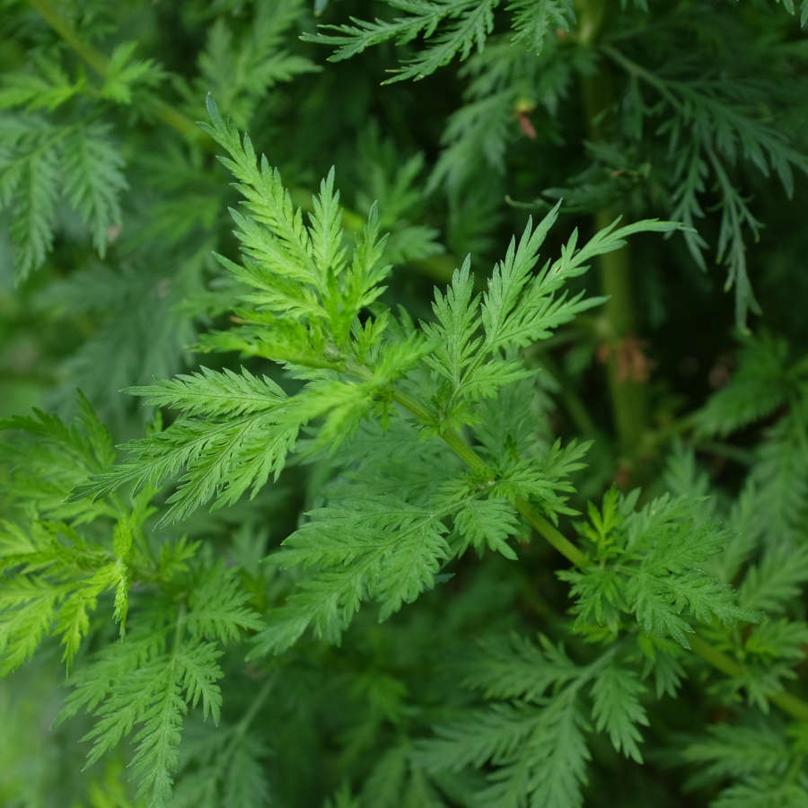 Armoise Annuelle Ou Absinthe De Chine (artemisia Annua)