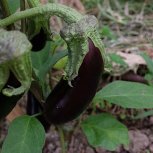 Aubergine de Barbentane: variété ancienne aux fruits violets, cylindriques, de 25 à 30 cm de long. Variété à cycle court rustique et productive.