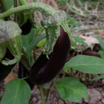 Aubergine de Barbentane: variété ancienne aux fruits violets, cylindriques, de 25 à 30 cm de long. Variété à cycle court rustique et productive.