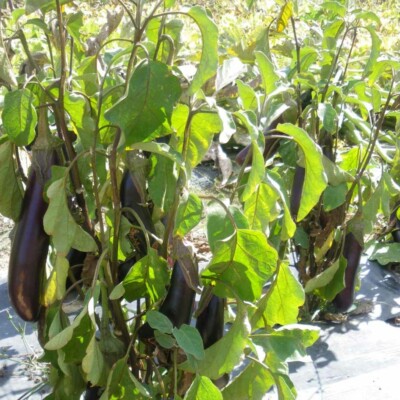 Aubergine de Barbentane Bio