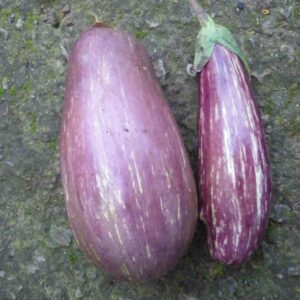 Aubergine Listada di Gandia