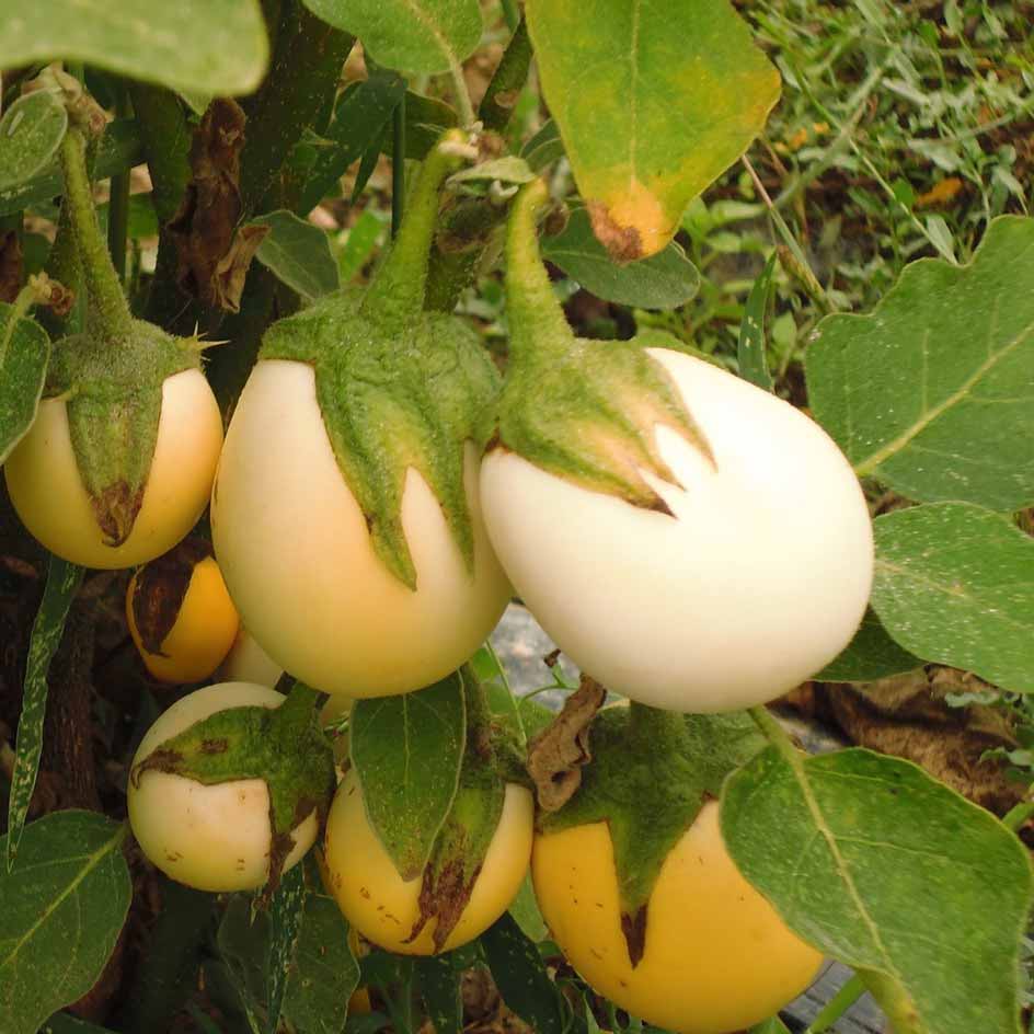Aubergine Blanche Ronde à Oeuf Bio