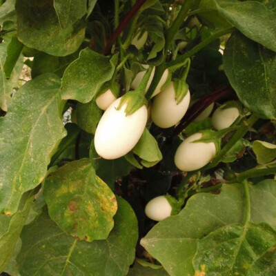Aubergine ronde blanche à oeuf