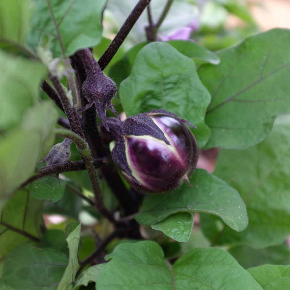 AUBERGINE RONDE DE VALENCE AB