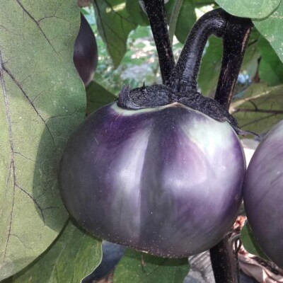 Aubergine ronde de Valence bio