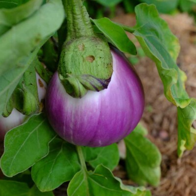 Aubergine rotonda bianca Smufata di Rosa