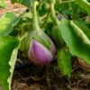 Aubergine rotonda bianca Smufata di Rosa