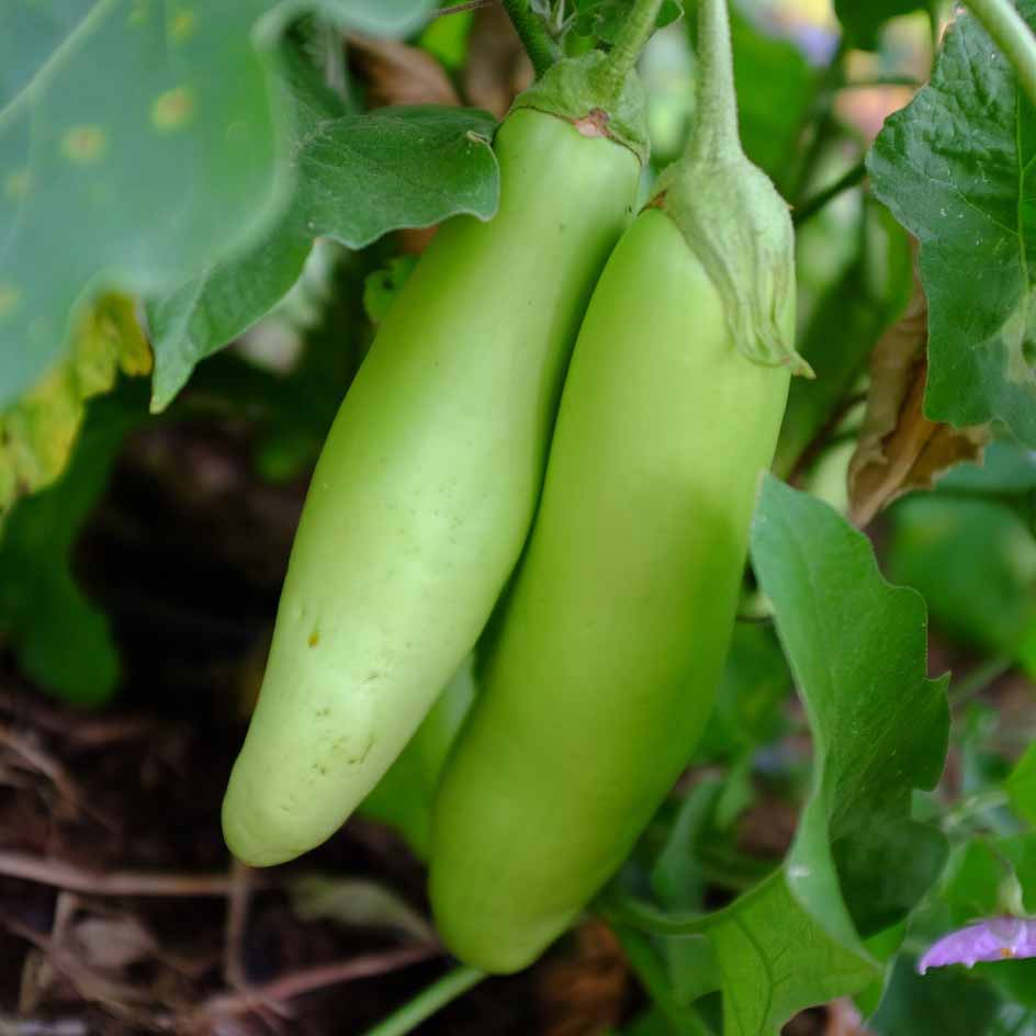 Aubergine Thaï Long Green Bio - La Boîte à Graines