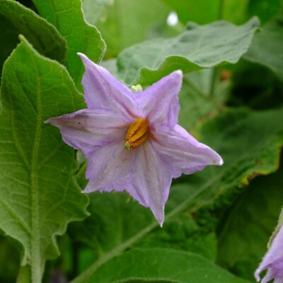 Aubergine Thaï Long Green