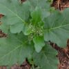 aubergine thai long green bio