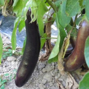 Aubergine de Barbentane Bio