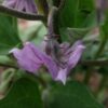 aubergine violette de toulouse