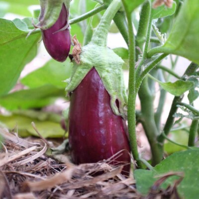 Aubergine violette de Toulouse