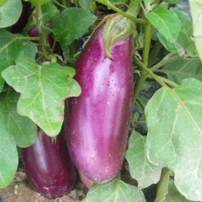 Aubergine violette de Toulouse