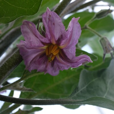 aubergine violette de toulouse