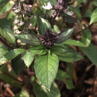 Basilic cannelle bio