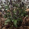 basilic cannelle bio