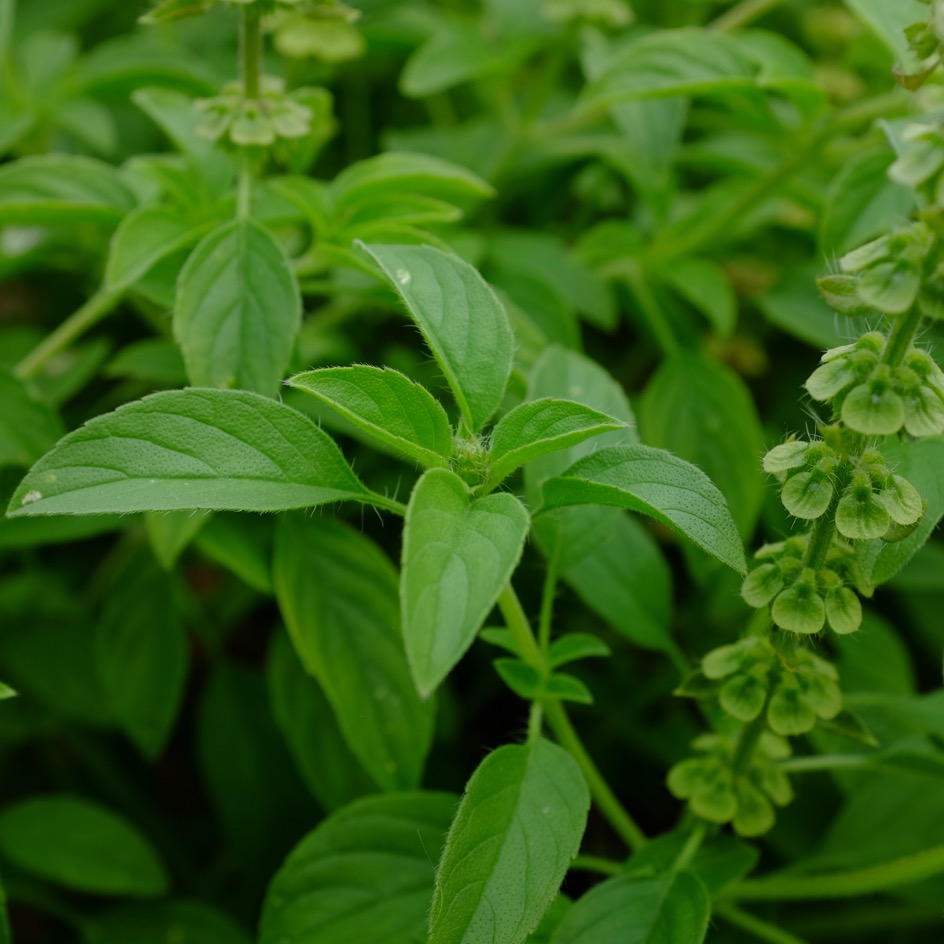 Basilic canum Bio - La Boîte à Graines