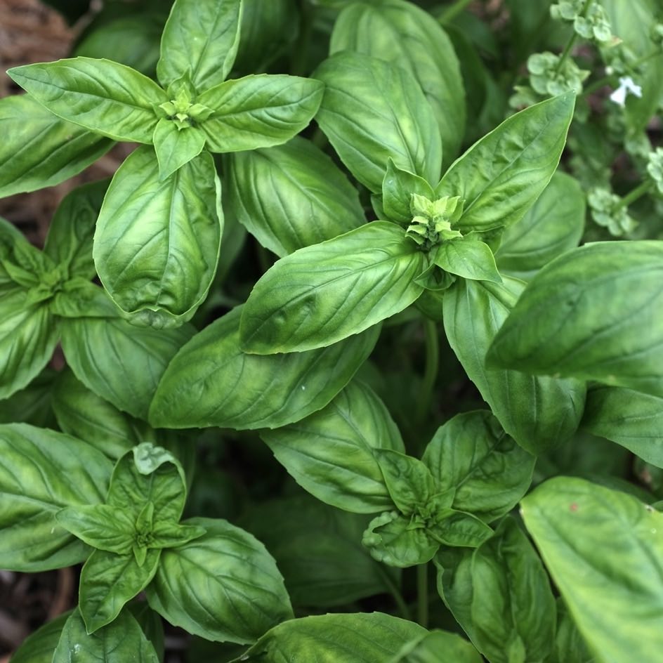 10 variétés de basilic - Noms et photos