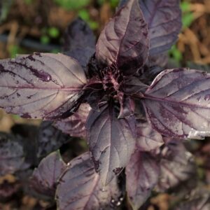 basilic rosie bio
