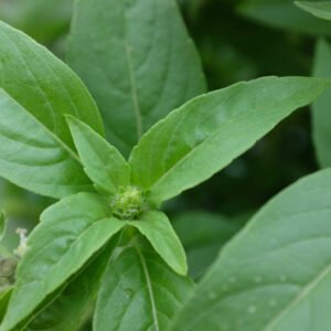 Basilic Sacre Tulsi bio