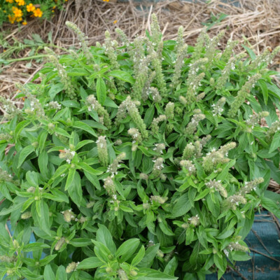 Basilic Sacre Tulsi bio