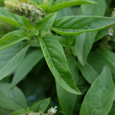 Basilic Sacre Tulsi bio