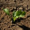 Betterave Burpee's Golden bio