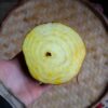 Betterave Burpee's Golden bio