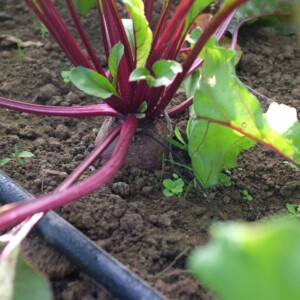 betterave de detroit