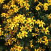 Fleur Bidens Bidy Gonzales bio