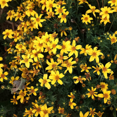 Fleur Bidens Bidy Gonzales bio