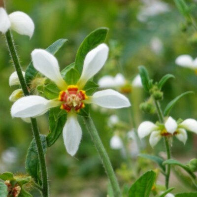 Blumenbachia insignis Bio