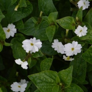 Browallie remarquable 'Blanche' Bio - 0,2 gramme