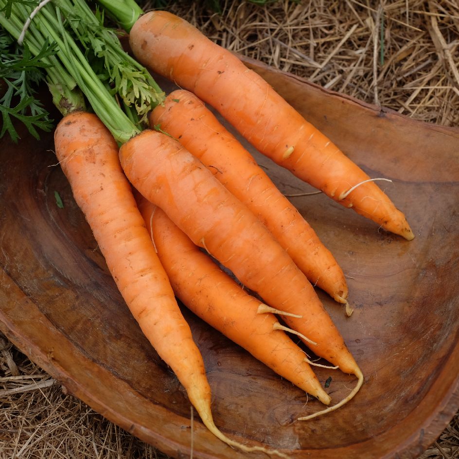 carotte-nantaise-graine-bio-boite-a-graines-2025 (11)_WEB Carottes Nantaise fraîchement récoltées à la peau lisse et à la chair orange vif