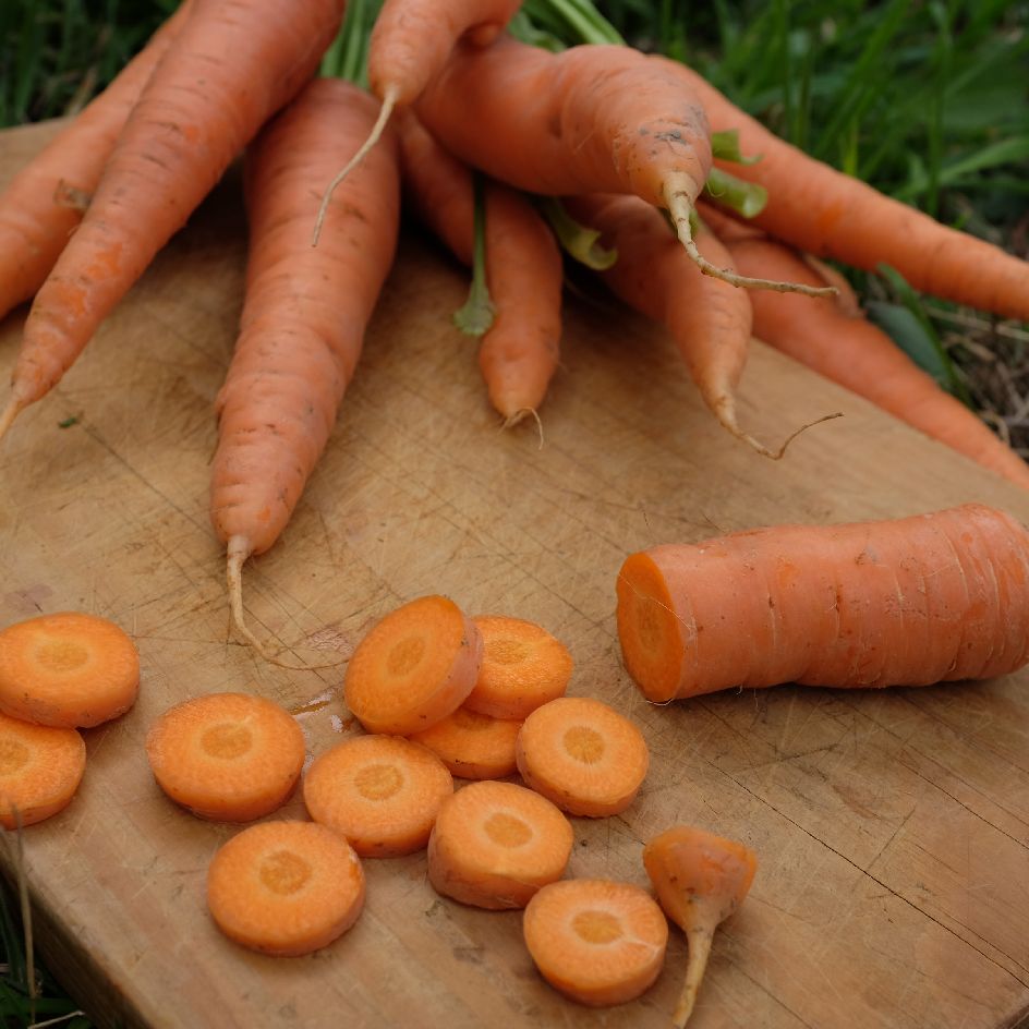 carotte-nantaise-graine-bio-boite-a-graines-2025 (4)_WEB Carottes Nantaise fraîchement récoltées à la peau lisse et à la chair orange vif