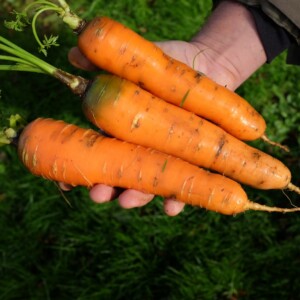 Carottes Nantaise fraîchement récoltées à la peau lisse et à la chair orange vif