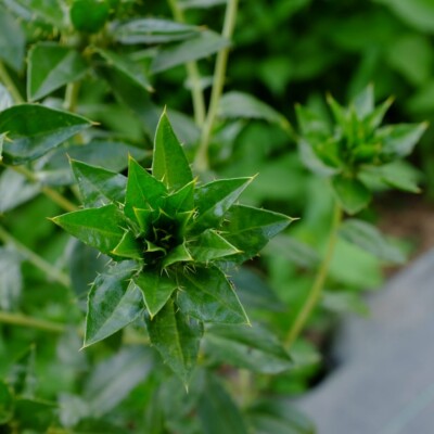 Carthame des teinturiers: espèce aux fleurs jaune safrané, utilisées en plante tinctoriale. Les jeunes feuilles peuvent se manger crues ou cuites.