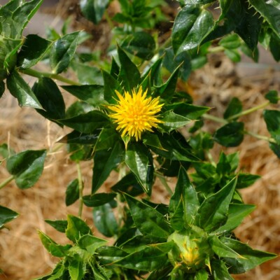 Carthame des teinturiers: espèce aux fleurs jaune safrané, utilisées en plante tinctoriale. Les jeunes feuilles peuvent se manger crues ou cuites.