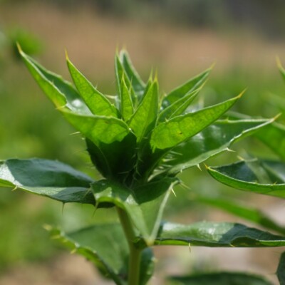 Carthame des teinturiers: espèce aux fleurs jaune safrané, utilisées en plante tinctoriale. Les jeunes feuilles peuvent se manger crues ou cuites.