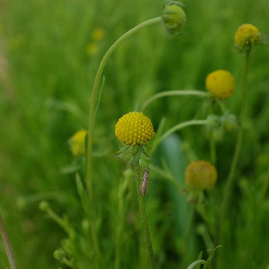 cephalophora-aromatica-bio-semence-la-boite-a-graines-2025 (19)_WEB Cephalophora aromatica: Plante surprenante par son parfum très prenant rappelant l'ananas, la fraise et une pointe de caramel. Appelée plante friandise, elle est cependant toxique.