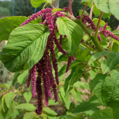 plante bio amarante queue de renard