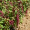 amaranthus cruentus amarante queue de renard